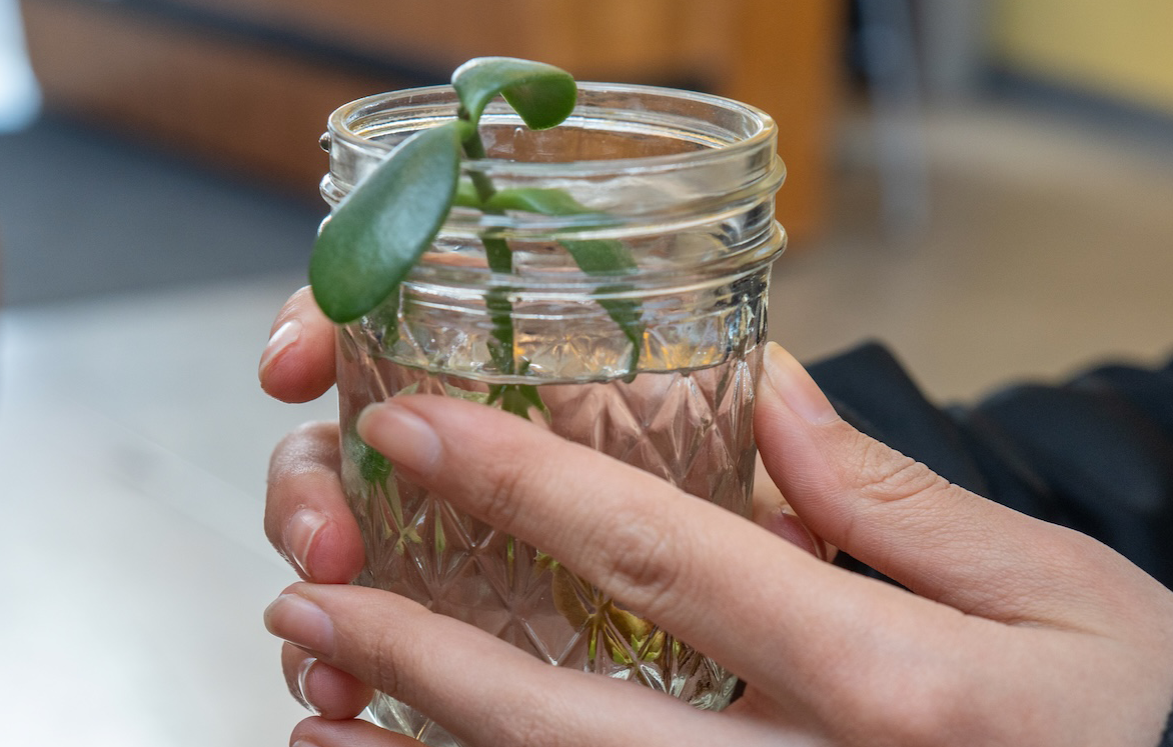 Hands holding a small jar with a seedling inside 